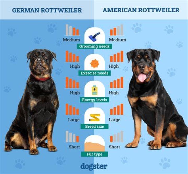 Colossal German Rottweilers: A Comprehensive Guide