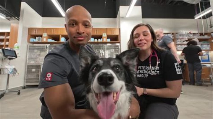 Find A Polish Veterinarian In Chicago Today!