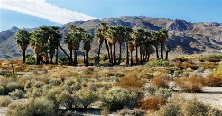Meet Louis Kimble: The Desert Sentinel Of Twentynine Palms